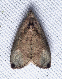 Olethreutes exoletum