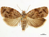 Olethreutes hippocastanum