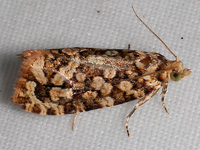 Olethreutes monetiferanum