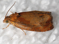 Olethreutes ochrosuffusanum