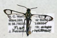 Synanthedon fatifera