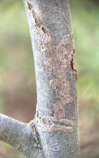 Marmara new species 6 - on Carpinus