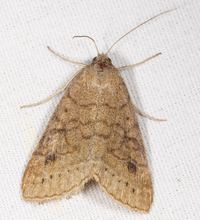 Caenurgia chloropha