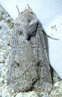 Agrotis vetusta