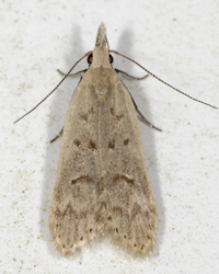 Dichomeris punctidiscellus