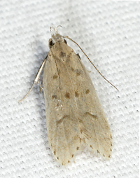 Dichomeris punctidiscellus