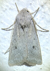 Agrotis vetusta