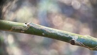 Marmara new species 18 - on Liquidambar