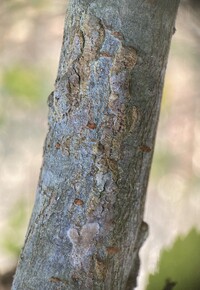 Marmara new species 28 - on Ulmus