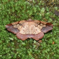 Probole amicaria