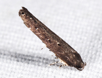 Perimede unidentified species