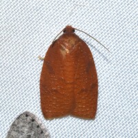 Cenopis directana