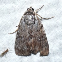 Catocala gracilis