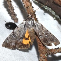 Catocala gracilis