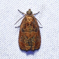 Olethreutes sericoranum