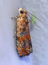 Olethreutes sericoranum