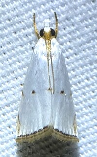 Argyria gonogramma