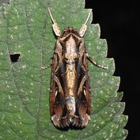 Spodoptera dolichos