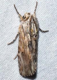 Spodoptera eridania