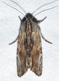 Spodoptera eridania