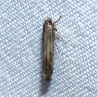 Perimede unidentified species
