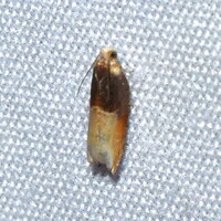 Ancylis divisana