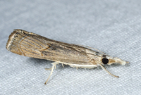 Parapediasia teterrellus