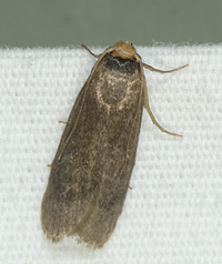 Achroia grisella