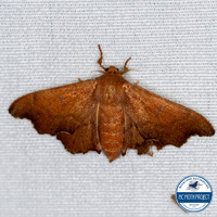 Lacosoma chiridota