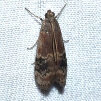 Euzophera semifuneralis