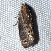 Galleria mellonella