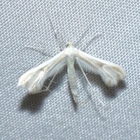 Hellinsia unidentified species