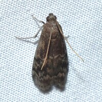Euzophera semifuneralis