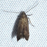 Perimede unidentified species