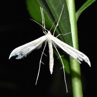 Hellinsia unidentified species