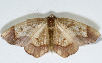 Probole amicaria