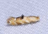 Bucculatrix coronatella