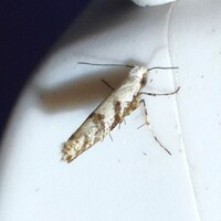 Argyresthia austerella