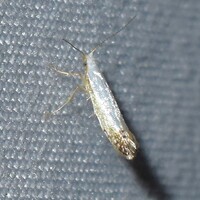 Argyresthia apicimaculella