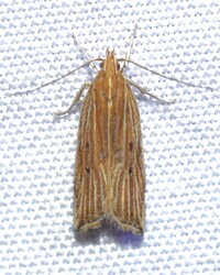 Helcystogramma hystricella