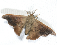 Lacosoma chiridota
