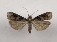 Dioryctria clarioralis