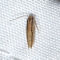 Besciva n. sp.