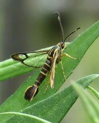 Carmenta bassiformis