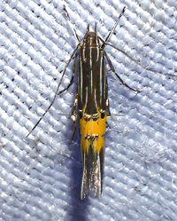 Cosmopterix dapifera