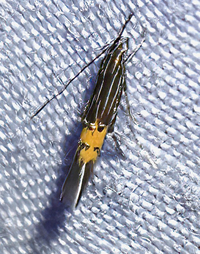 Cosmopterix dapifera