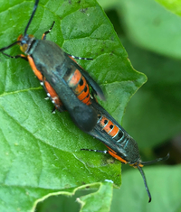 Eichlinia cucurbitae