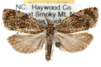 Olethreutes astrologana