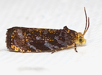Olethreutes auricapitana