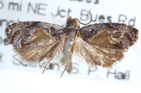 Olethreutes new species near brunneopurpurata